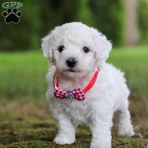 Rex, Bichon Frise Puppy